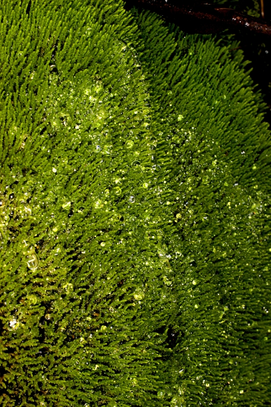 Moss 1 